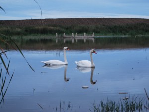 Swans on the Lake